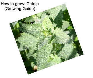 How to grow: Catnip (Growing Guide)