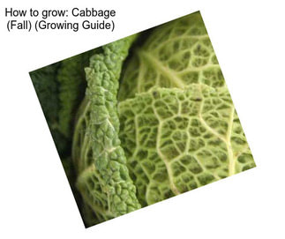 How to grow: Cabbage (Fall) (Growing Guide)