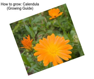 How to grow: Calendula (Growing Guide)