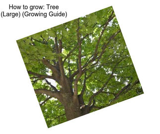 How to grow: Tree (Large) (Growing Guide)