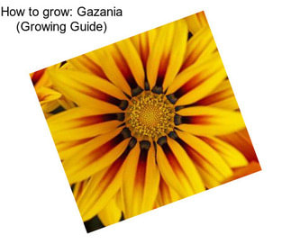How to grow: Gazania (Growing Guide)