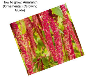 How to grow: Amaranth (Ornamental) (Growing Guide)