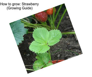 How to grow: Strawberry (Growing Guide)