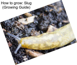 How to grow: Slug (Growing Guide)