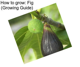 How to grow: Fig (Growing Guide)