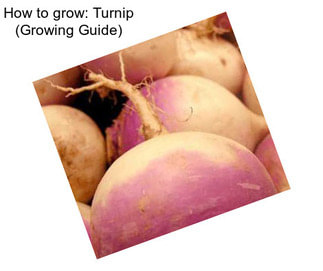 How to grow: Turnip (Growing Guide)