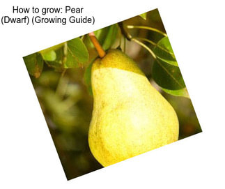 How to grow: Pear (Dwarf) (Growing Guide)