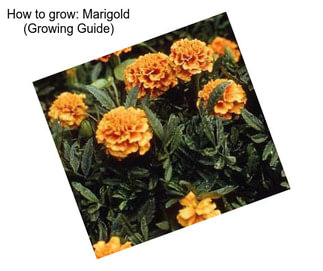 How to grow: Marigold (Growing Guide)