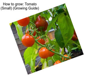 How to grow: Tomato (Small) (Growing Guide)