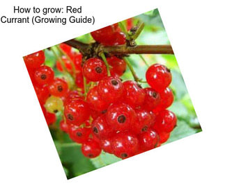 How to grow: Red Currant (Growing Guide)
