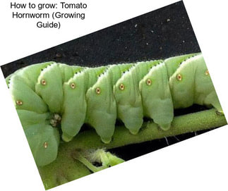 How to grow: Tomato Hornworm (Growing Guide)