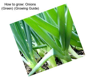 How to grow: Onions (Green) (Growing Guide)