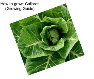 How to grow: Collards (Growing Guide)