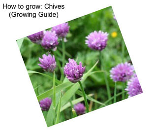 How to grow: Chives (Growing Guide)