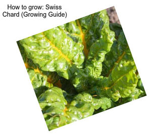 How to grow: Swiss Chard (Growing Guide)