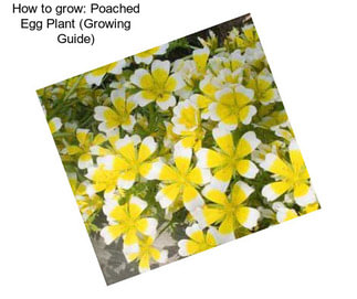 How to grow: Poached Egg Plant (Growing Guide)