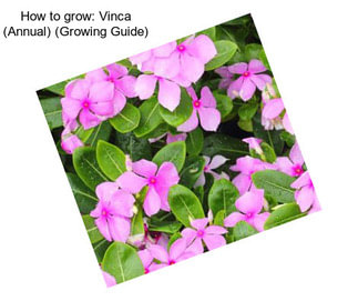 How to grow: Vinca (Annual) (Growing Guide)