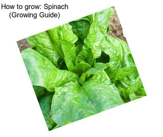 How to grow: Spinach (Growing Guide)