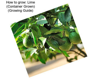 How to grow: Lime (Container Grown) (Growing Guide)