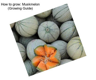 How to grow: Muskmelon (Growing Guide)