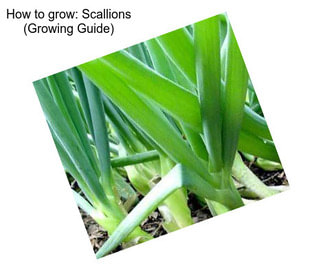 How to grow: Scallions (Growing Guide)