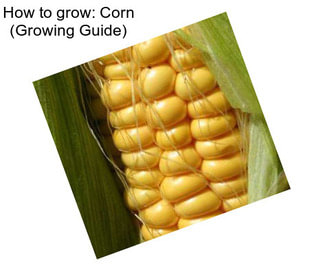 How to grow: Corn (Growing Guide)