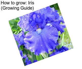 How to grow: Iris (Growing Guide)