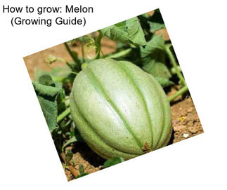 How to grow: Melon (Growing Guide)