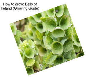 How to grow: Bells of Ireland (Growing Guide)