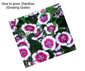 How to grow: Dianthus (Growing Guide)
