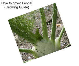 How to grow: Fennel (Growing Guide)
