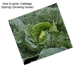 How to grow: Cabbage (Spring) (Growing Guide)