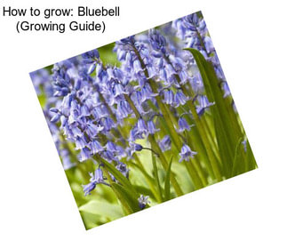 How to grow: Bluebell (Growing Guide)