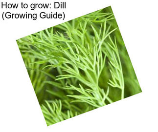 How to grow: Dill (Growing Guide)