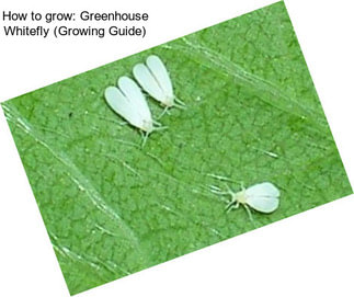 How to grow: Greenhouse Whitefly (Growing Guide)