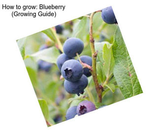 How to grow: Blueberry (Growing Guide)