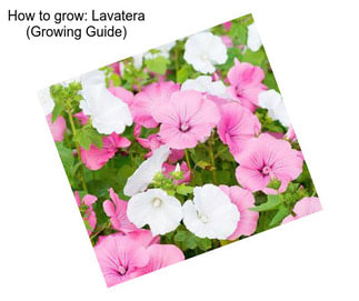 How to grow: Lavatera (Growing Guide)