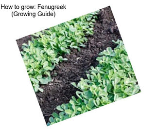How to grow: Fenugreek (Growing Guide)