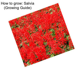 How to grow: Salvia (Growing Guide)