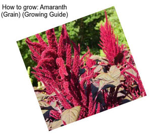 How to grow: Amaranth (Grain) (Growing Guide)
