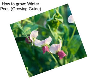 How to grow: Winter Peas (Growing Guide)