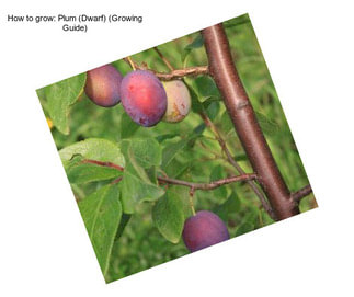 How to grow: Plum (Dwarf) (Growing Guide)