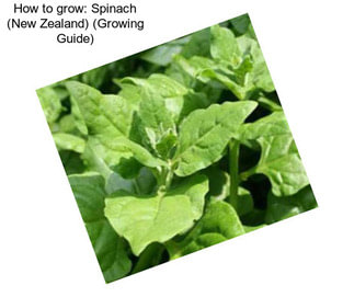 How to grow: Spinach (New Zealand) (Growing Guide)