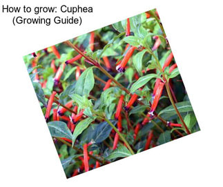 How to grow: Cuphea (Growing Guide)