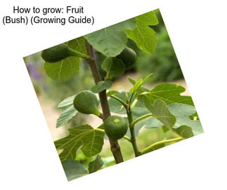 How to grow: Fruit (Bush) (Growing Guide)