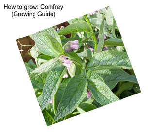 How to grow: Comfrey (Growing Guide)