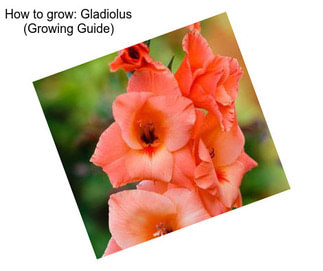 How to grow: Gladiolus (Growing Guide)