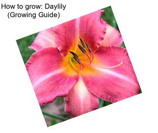 How to grow: Daylily (Growing Guide)