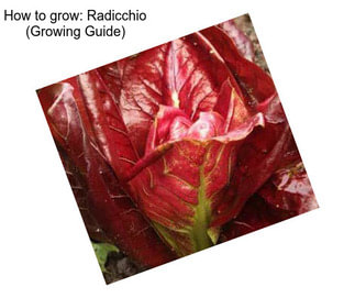 How to grow: Radicchio (Growing Guide)