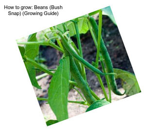 How to grow: Beans (Bush Snap) (Growing Guide)